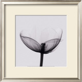 Buy Opening at AllPosters.com
