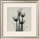 Buy Tulips and Arum Lily at AllPosters.com