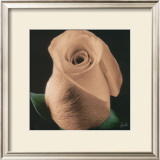 Buy Rose at AllPosters.com
