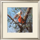 Cardinal