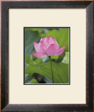 Pink Lotus