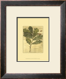 Buy Weathered Oak Leaves II at AllPosters.com