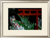 Shrine Foxes, Japan