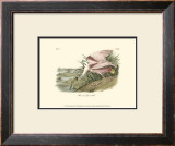 Roseate Spoonbill
