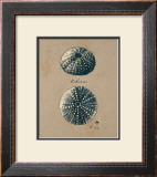 Buy Vintage Linen Sea Urchin at AllPosters.com