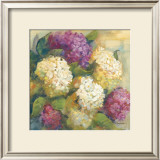 Hydrangea Delight II