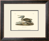 Brown Pelican