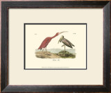 Scarlet Ibis
