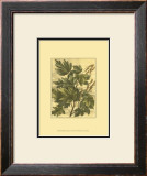 Buy Weathered Maple Leaves I at AllPosters.com