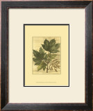 Buy Weathered Maple Leaves II at AllPosters.com