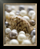 Sea Jewels IV
