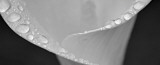 Buy Spring Dew at AllPosters.com