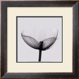 Buy Opening at AllPosters.com