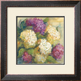 Hydrangea Delight II