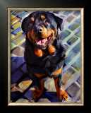Handsome Rottie