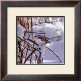 White Crown Sparrow
