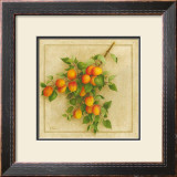 Abricots du Roussillon