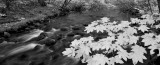 Buy Fall Glory at AllPosters.com