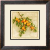 Abricots de Nancy