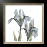 Japanese Iris II