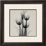 Tulips and Arum Lily