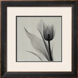 Buy Tulip at AllPosters.com