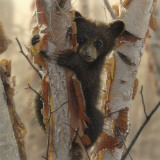 Buy Curious Cub II at AllPosters.com