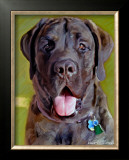 Mastiff