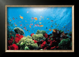 Aquarium
