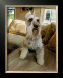Schnauzer