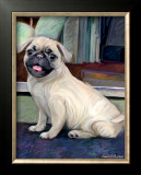Baby Pug