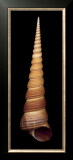 Buy Ligar Screw Shell at AllPosters.com