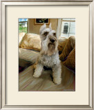 Schnauzer