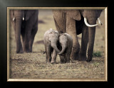 Baby Elephant, Masa Mara, Kenya