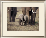 Baby Elephant, Masa Mara, Kenya