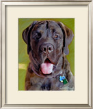 Mastiff