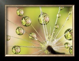 Buy Dandelion at AllPosters.com
