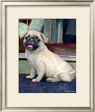 Baby Pug
