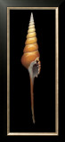 Buy Spindle Tibia at AllPosters.com