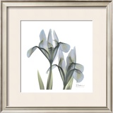 Japanese Iris II