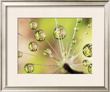 Buy Dandelion at AllPosters.com