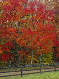 Buy Sugar Maple in Autumn, Twin Ponds Farm, West River Valley, Vermont, USA at AllPosters.com