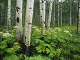 Cow Parsnip Growing in Aspen Grove, White River National Forest, Colorado, USA