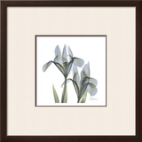 Japanese Iris II
