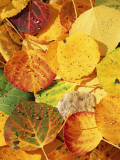 Wet Aspen Leaves in Autumn, Gunnison National Forest, Colorado, USA