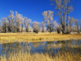 Reflections of Trees and Rushes in River, Bear River, Evanston, Wyoming, USA