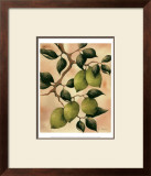 Italian Harvest, Limes