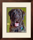 Mastiff