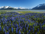 Lupine and Kenai Mountains, Kenai National Wildlife Refuge, Alaska, USA