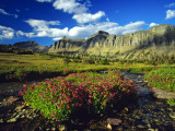 Monkeyflowers at Logan Pass in Glacier National Park, Montana, USA
